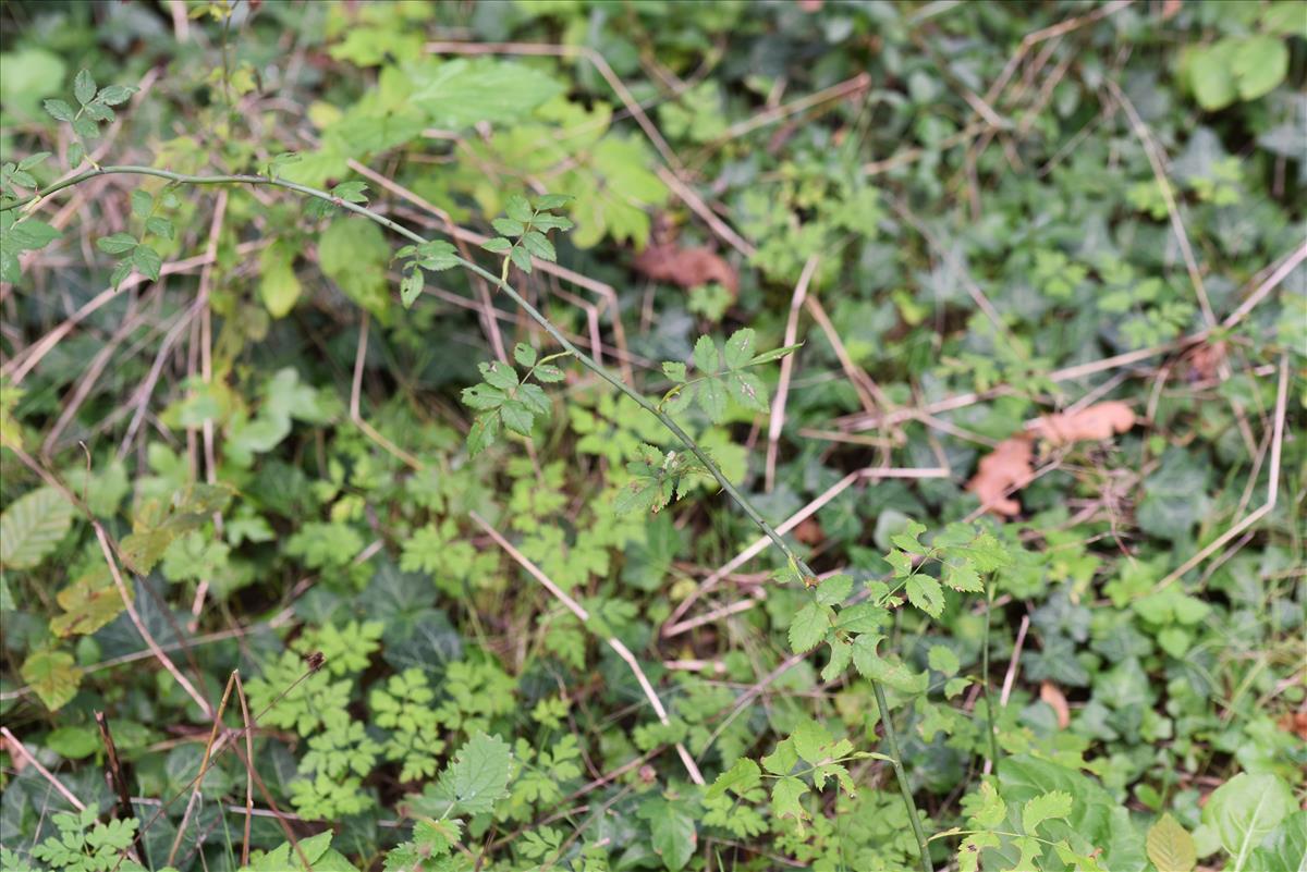 Rosa arvensis (door Jan Klinckenberg)